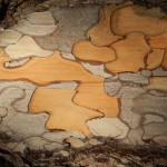 Corsican Pine bark