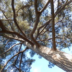 Corsican Pine, Pinus nigra