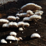 Crepidotus variabilis - small fluffy white fungi clustered on log