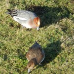 Wigeon feeding on grass