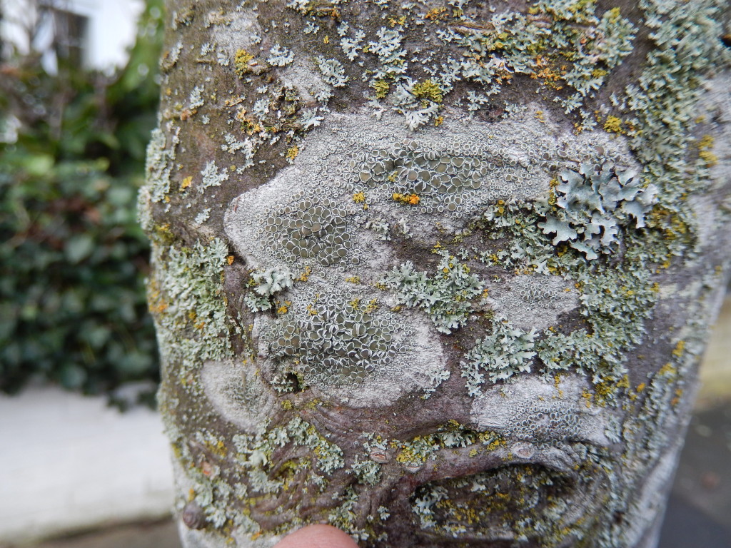 Crustose and Foliose lichens on a street tree