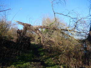 Snapped tree (Poplar) over path