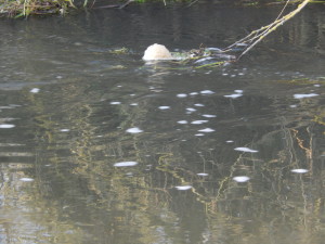 Soapy Pollution in River Colne