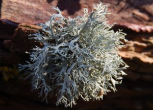 Ramalina lichen on Poplar