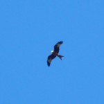 DSCN2908 Red Kite over Wraysbury