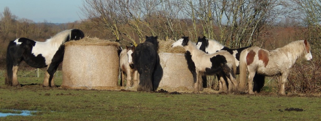 DSCN2910 Ponies and Hay