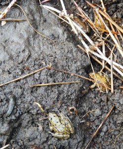 Tiny Frogs (and a slug) hiding under a mat