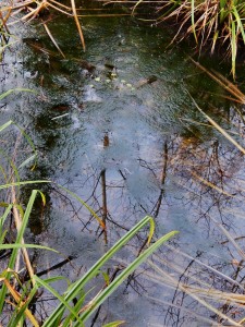 Blanket-weed (Spirogyra) covering pond in January