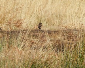 Male Stonechat