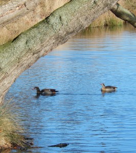 Egyptian Geese under the Willows