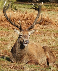 Red Deer Stag