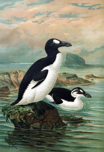 Great Auk, by John Gerrard Keulemans