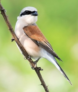 Red-Backed Shrike (Robert Zappaterra/Species Recovery Trust)