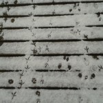 Animal tracks: Fox, Crow, and Squirrel prints on a snowy boardwalk
