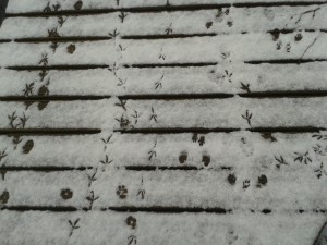 Animal tracks: Fox, Crow, and Squirrel prints on a snowy boardwalk