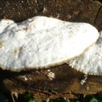 White bracket fungi on fallen Poplar