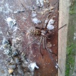 Tegenaria, the Giant House Spider, at home in a very messy nestbox