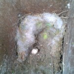Old nest with tit egg inside nestbox