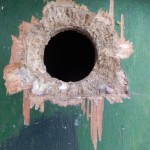 Nestbox hole gnawed by squirrel