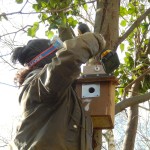A nestbox goes up on a willow tree