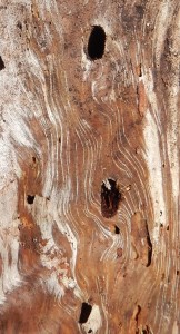 Swirly patterns with beetle holes in dead pine