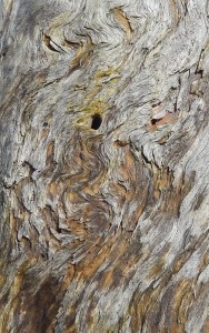 Spiralling orange patterns on softening dead pine