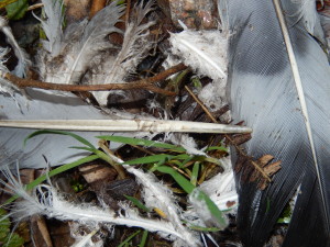 Pigeon plucked by Sparrowhawk, detail