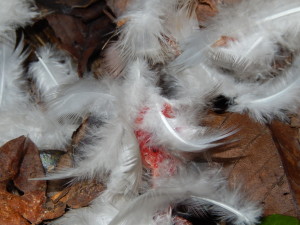 Pigeon feathers bitten off by Fox, detail