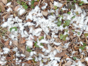 Pigeon feathers bitten off by Fox