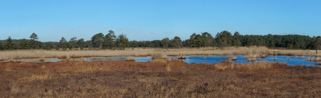 Panorama of Thursley Common bog pools