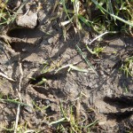 Tiny footprints: Muntjac slots