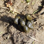 Tiny scat: Muntjac