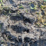 Larger tracks: Roe deer