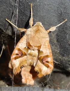 Angle Shades, wings about to inflate