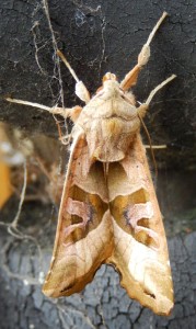 Angle Shades, wings nearly inflated