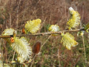 First Pussy Willow of the year