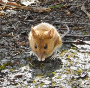 A bold Woodmouse in the spring sunshine