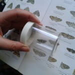 Identifying a Pug Moth