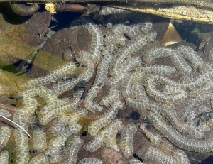 Snail Eggs in Pond