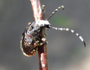 Anthribid beetle Platystomos albinus male