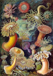 Ernst Haeckel Actiniae, from Kunstformen der Natur, 1904