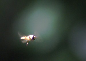 Hoverfly, picked out by a sunbeam in the woods