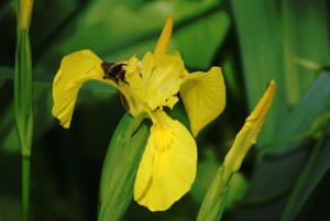 Yellow Iris with pollinating bumblebee