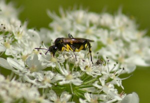 Sawfly Macrophya on Hogweed