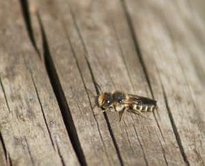 Cuckoo Bee Corioxys