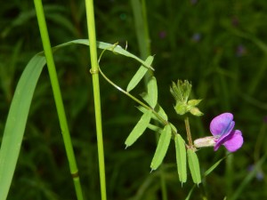 Vetch tendrils and flower, using flash