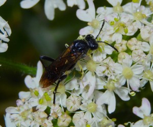 Sawfly Macrophya on Hogweed