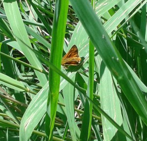 Large Skipper on reeds by pond