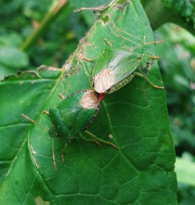 Mating Green Shield Bugs