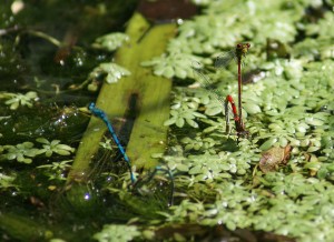 Large Red (and Azure) Damselfly pairs ovipositing